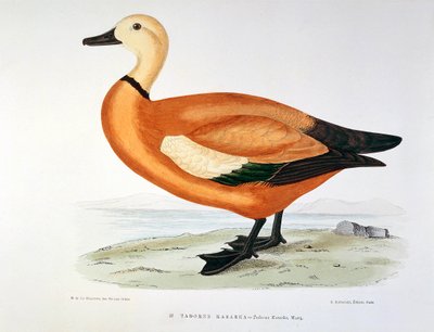 Afbeelding van een Tadorna Kasarka door Henri de la Blanchere
