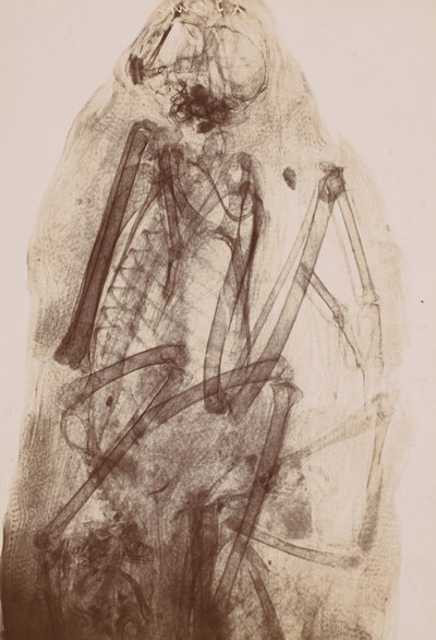 Röntgenfoto van de Mummie van een Roofvogel door Henri van Heurck