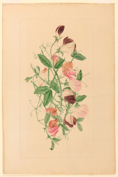 Tekening, Zoete erwten, 1875 door Henrietta Benson Homer