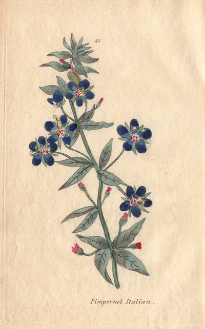 Italiaanse pimpernel, Anagallis monellis, bloem door Henrietta Moriarty