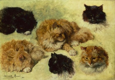 Studies van Katten door Henriëtte Ronner Knip