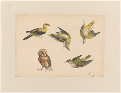 Studies van een uil en twee wielewalen door Henriëtte Ronner