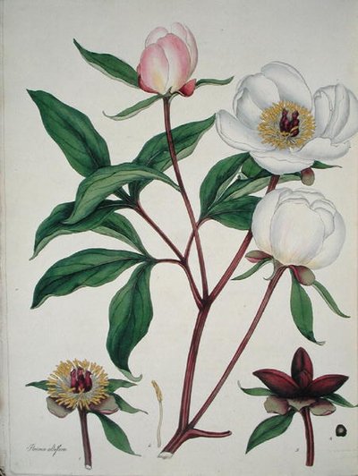 Paeonia Albiflora, uit 