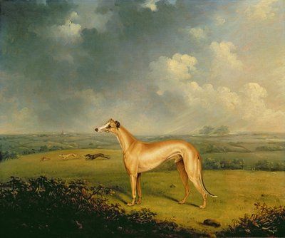 De Windhond 