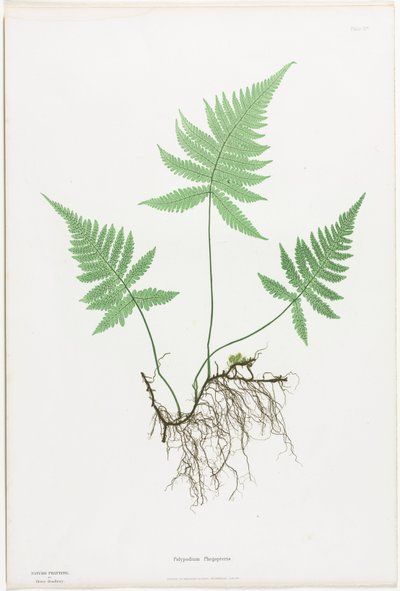 Varens van Groot-Brittannië en Ierland: Polypodium Phegopteris, 1855-1856 door Henry Bradbury