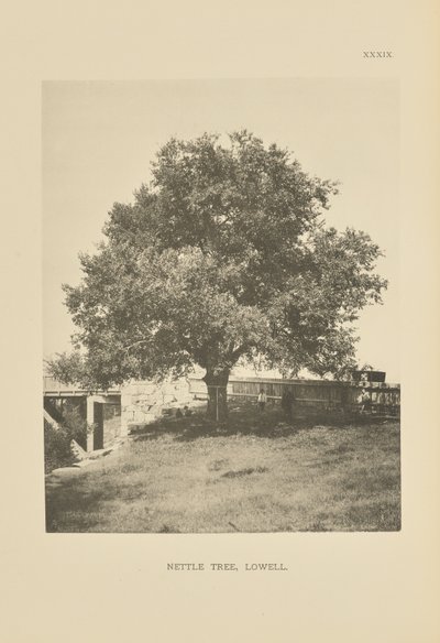 Brandnetelboom, Lowell door Henry Brooks