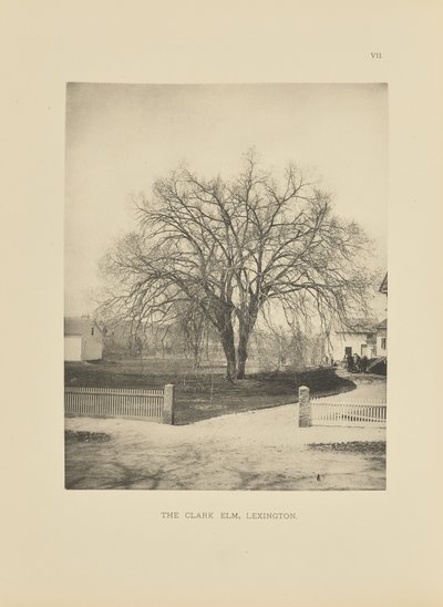 De Clark Elm, Lexington door Henry Brooks