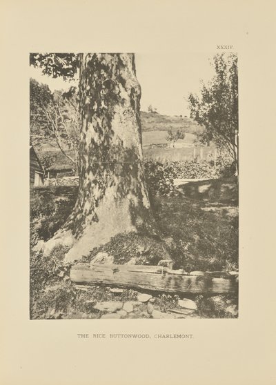 The Rice Buttonwood, Charlemont door Henry Brooks