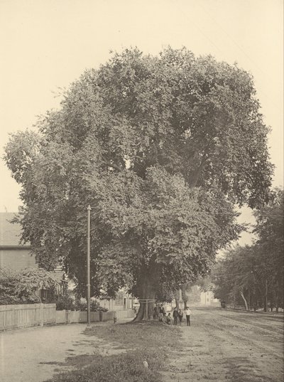 De Whittemore Iep, Arlington door Henry Brooks