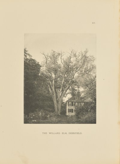 De Willard Elm, Deerfield door Henry Brooks
