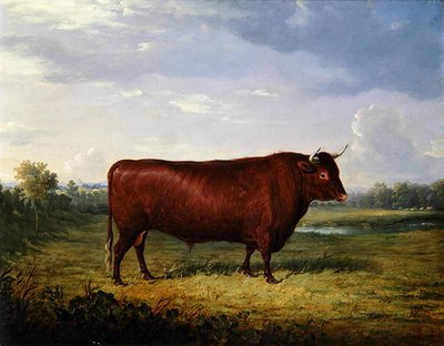 Portret van een bruine stier door Henry Calvert