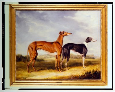 Twee windhonden, eigendom van Dr. Edmund Taylor van Booth Hall door Henry Calvert
