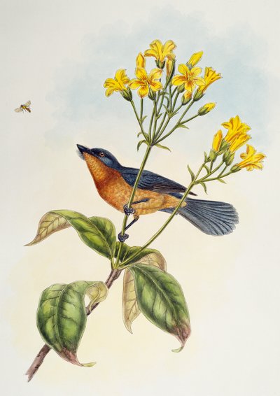 Breedbekvliegenvanger (Myiagra ruficollis), uit Vogels van Azië door Henry Constantine Richter
