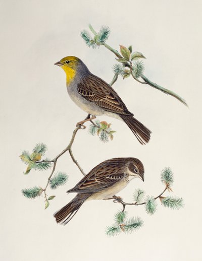 Emberiza cinerea, uit Birds of Asia door Henry Constantine Richter