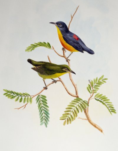 Oranjebuikige Bloempecker, uit Birds of Asia door Henry Constantine Richter