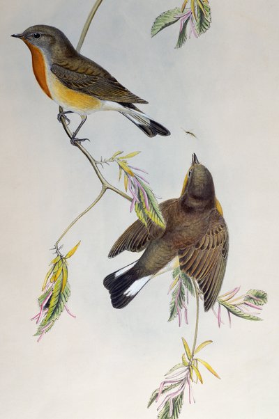 Roodborstvliegenvanger (Ficedula parva), uit Vogels van Groot-Brittannië door Henry Constantine Richter