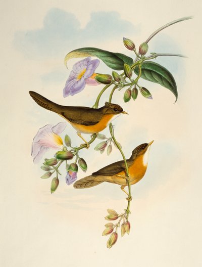 Tawny-bellied Babbler (Dumetia hyperythra), lithografie uit Birds of Asia door Henry Constantine Richter