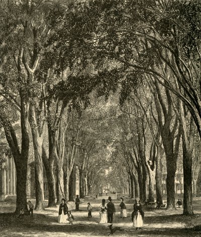 De New-Haven Elms, 1874 door Henry Duff Linton