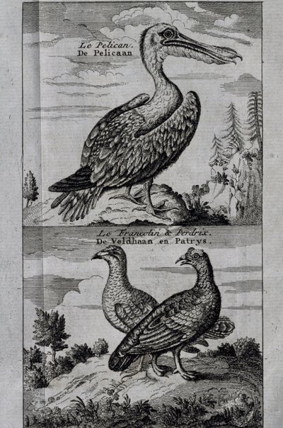 Pelican, Hazelgrouse en Patrijs, gravure uit Voyage made to Hudson