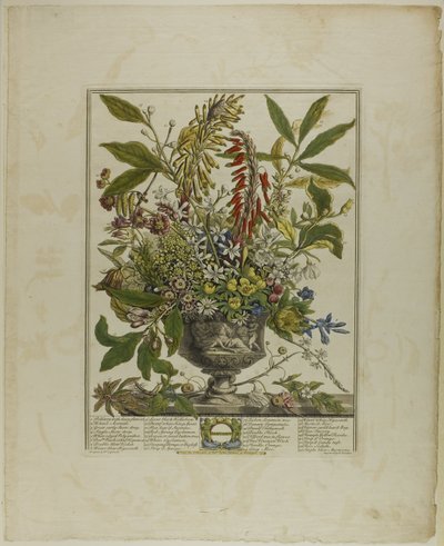 Januari, uit Twaalf maanden bloemen door Henry Fletcher
