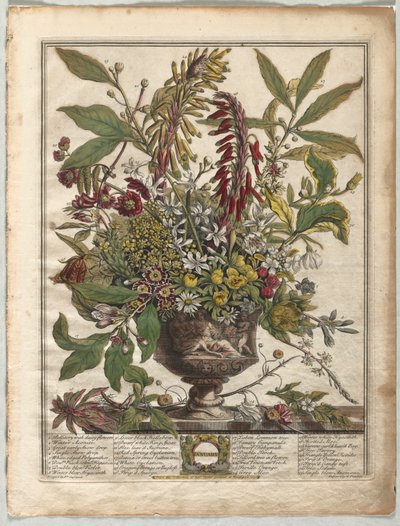 Twaalf Maanden van Bloemen: Januari door Henry Fletcher