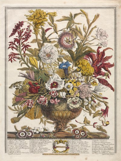 Twaalf maanden bloemen: September door Henry Fletcher