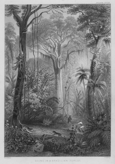 Scène in een Braziliaans bos door Henry George (after) Hine