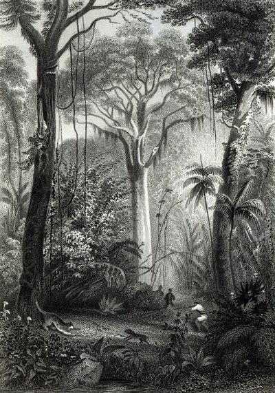 Scène in een Braziliaans bos, gegraveerd door J. Bishop door Henry George Hine
