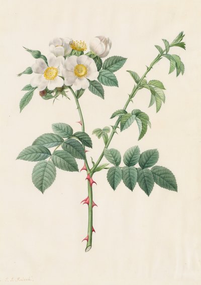Hondsroos (Rosa Leucantha) door Henry Joseph Redouté