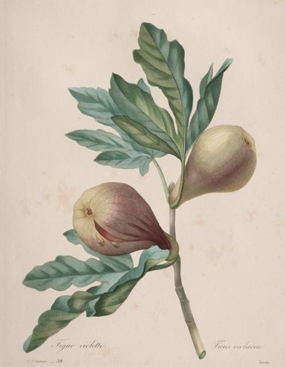 Keuze van de mooiste bloemen...mooiste vruchten: Paarse Vijg door Henry Joseph Redouté