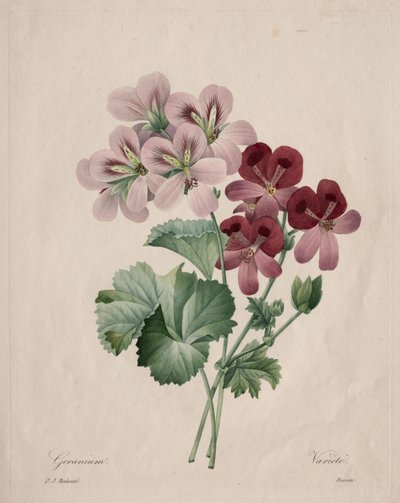 Geranium door Henry Joseph Redouté