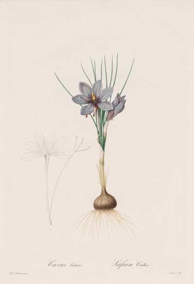 Les Liliacées: Crocus Sativus door Henry Joseph Redouté