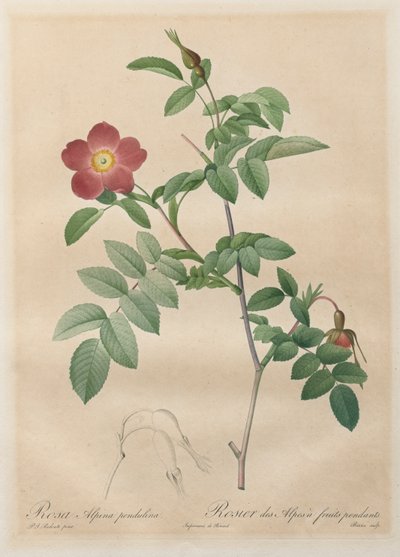 De rozen: Rosa alpina pendulina door Henry Joseph Redouté