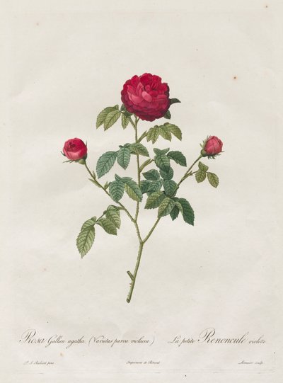 Provence of Franse Roos door Henry Joseph Redouté