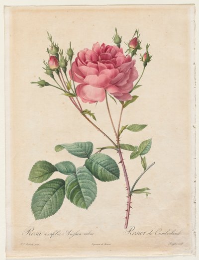 Rosa Centifolia Anglica Rubra door Henry Joseph Redouté