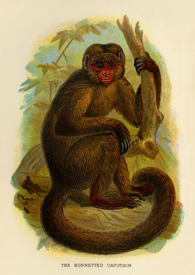 De Bonneted Capuchin, 1896 door Henry Ogg Forbes