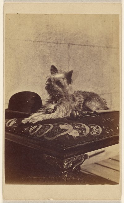 [Hond ligt op poef, naast een derby hoed en wandelstok]. door Henry Pointer