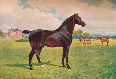 Hackney Pony hengst Berkeley Model door Henry Powell Palfrey