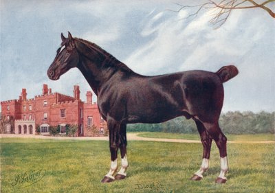 Hackney hengst Danegelt, ca. 1905-1910 door Henry Powell Palfrey