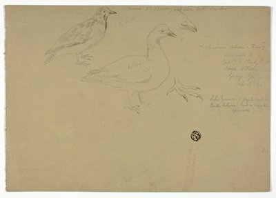 Schetsen van Vogels door Henry Stacy Marks