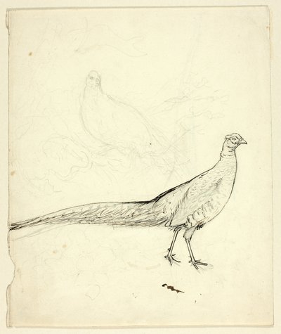 Twee schetsen van fazant (recto); schets van fazant en vrouwelijk naakt (verso) door Henry Stacy Marks