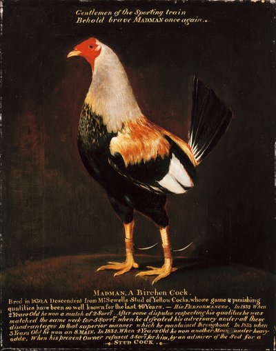 Gekke man, een berkenhaan door Henry Thomas Alken