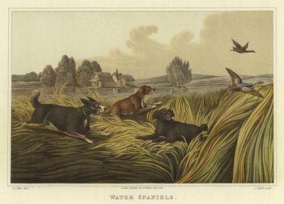 Water Spaniels door Henry Thomas Alken