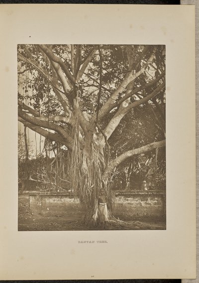 Banyanboom, met jonge aëriënstelen door Henry W. Cave