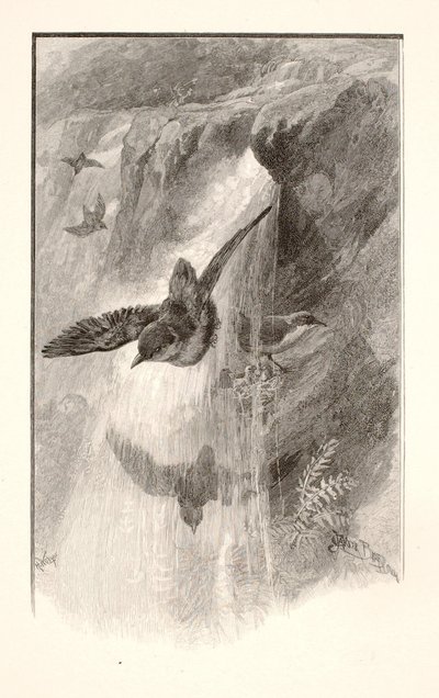 De vogel die leeft in watervallen door Henry Wolf