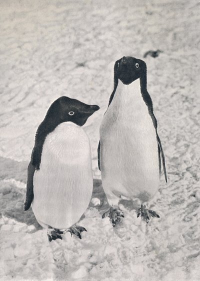 Een Paar Adélie Pinguïns, ca. 1911, 1913 door Herbert Ponting