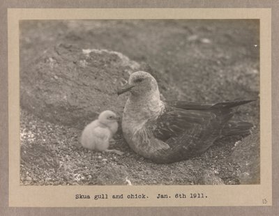 Een Skua Meeuw met hun kuiken door Herbert Ponting