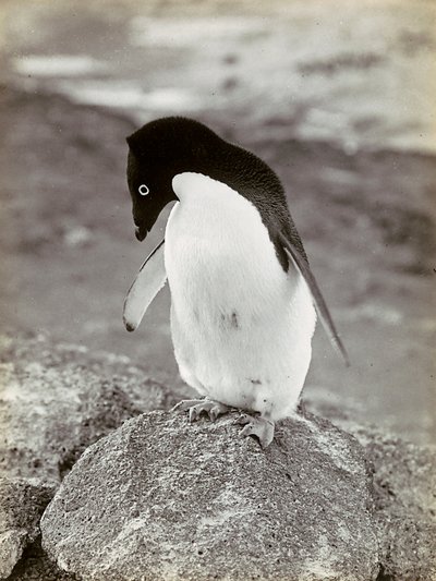 Een pinguïn in Antarctica door Herbert Ponting