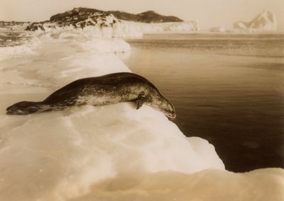 Een weddellzeehond op het punt om te duiken bij West Beach, Cape Evans, Antarctica, 1911 door Herbert Ponting