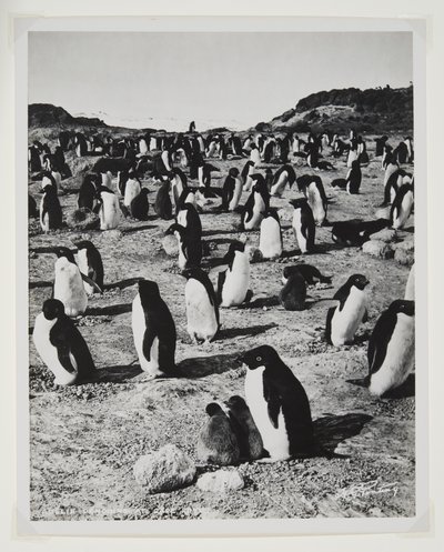 Adelie-pinguïns bij Kaap Royds door Herbert Ponting